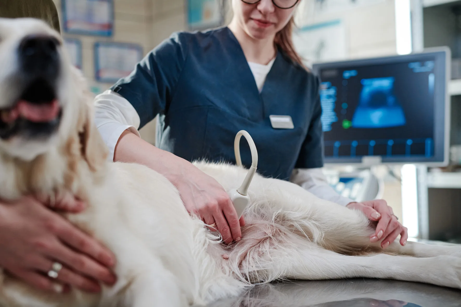 Un perro durante una ecografía veterinaria.