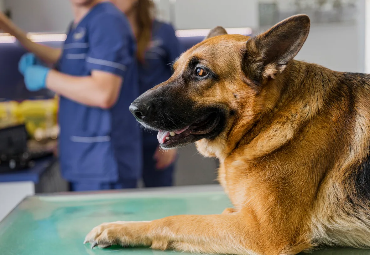 Un pastor alemán junto a una veterinaria en consulta.