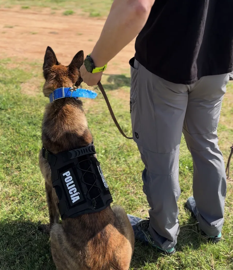 Perro con arnés POLICÍA junto a su guía